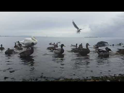 🇮🇪☘ SWAN🦢DUCKS🦆GULLS🕊LOUGH NEAGH IRELAND🌈WATCH RELAX🌈HELP site WATCH any 10min VIDEO🙏😇subscribe🙏😇💖💖💖