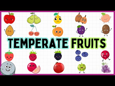 20 Temperate Fruits Name for Kids - Learn Temperate Fruits for Children