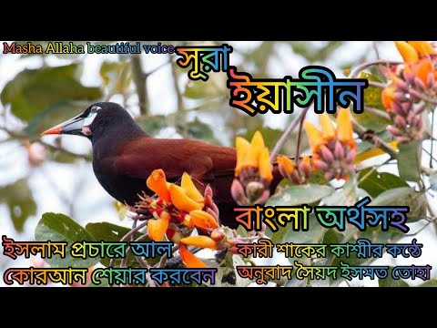 সূরা ইয়াছিন বাংলা অর্থসহ শ্তনে অন্তর জুড়ে যায় ভিন্ন কন্ঠের বাংলা অনুবাদ শ্রেষ্ট কারী শাকের কাশ্মী