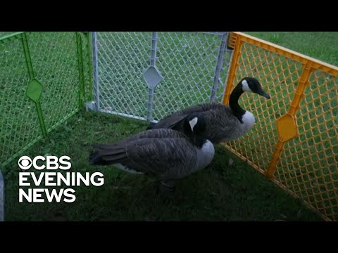 Goose gets surprise visitor while recovering from surgery