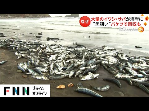 海岸に大量のイワシ・サバが&hellip;　&ldquo;魚狙い&rdquo;バケツで回収も　なぜ?