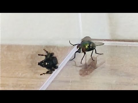 Baby Jumping Spider Catches Fly