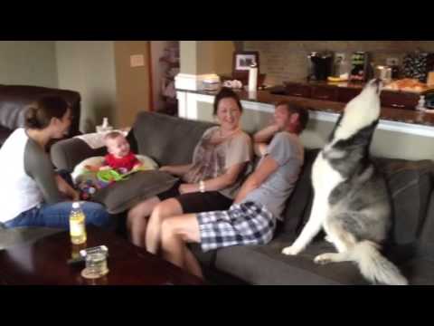 Baby laughing at a howling siberian husky!