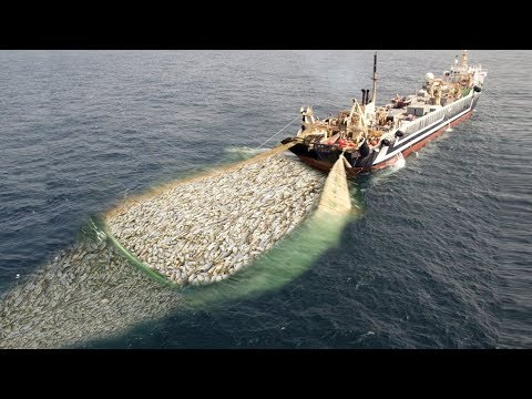 WoW !! Fishing Boat Catch a Lot of Fish - Big Catch !