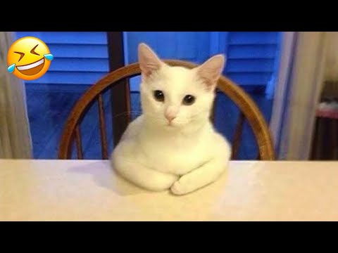 You Laugh You Lose 😂 Funniest Animals 2024 😻🐶 Part 14