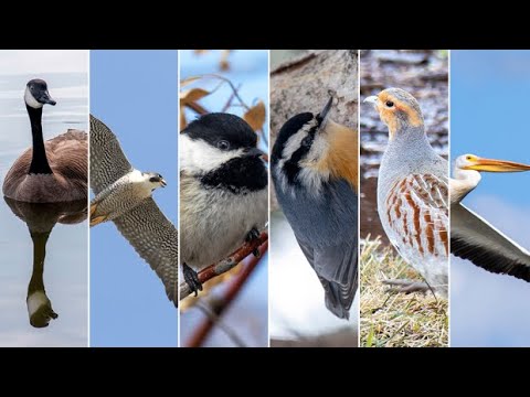 City of Regina is on the hunt for an official bird