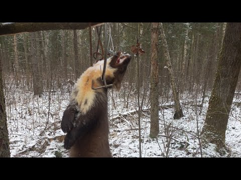 Проверка   N7  ,попали куницы,енотовидные собаки)))Проверка супер.Дает плоды свои путик.