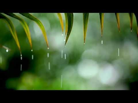 10 Hours Relaxing Sleep Music + Rain Sounds - Relaxing Music, Peaceful Piano Music, Insomnia