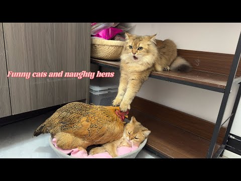 So funny and cute🤣! The kitten takes the hen home to sleep. The happiest hen in the world👍