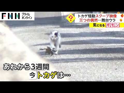 トカゲ騒動 スクープ映像　3つの偶然...舞台ウラ