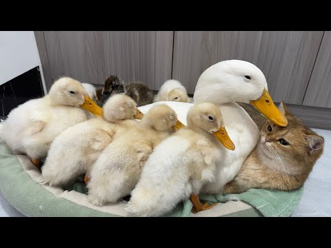 Cute and funny,This is rare in the world! Mother duck leads the ducklings to sleep with the kittens