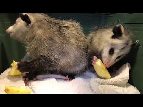 Opossums eating apples