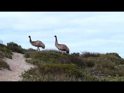 Emus at Stenhouse Bay Lookout Walk at the Dhilba Guuranda &ndash; Innes National Park