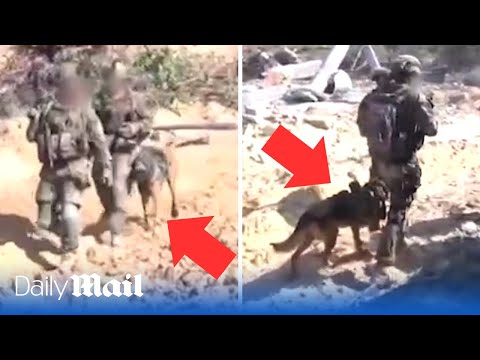 IDF use attack dogs to flush out Hamas tunnel terrorists in Gaza