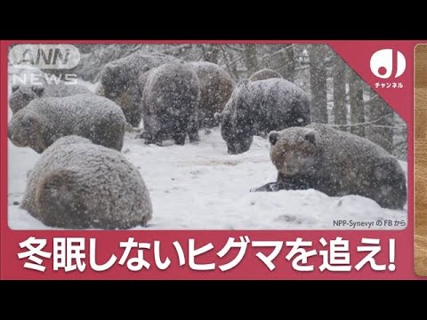 出没相次ぐ&ldquo;冬眠しないクマ&rdquo;北海道でドローン追跡&hellip;「1度上昇で冬眠期間6日短縮」(2023年12月6日)