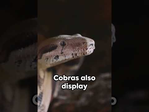 10 Fascinating Facts About Cobras