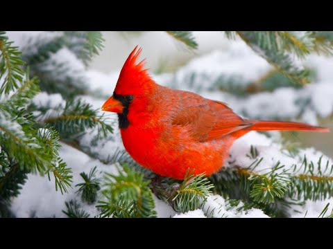 Beautiful Relaxing Hymns, Peaceful  Instrumental Music, &quot;Songbird Morning Sunrise&quot; By Tim Janis