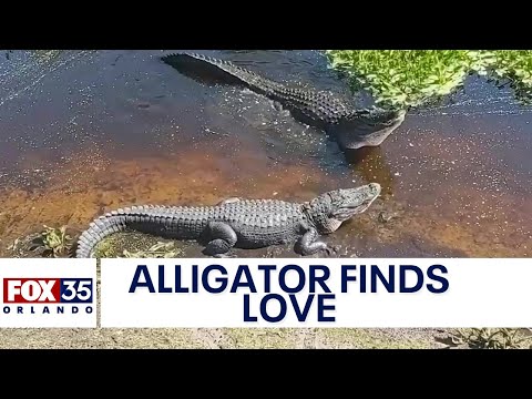 Large alligator tries to charm another gator with loud mating call at Florida park