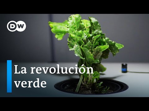 Bioeconom&iacute;a como alternativa - &iquest;qu&eacute; tan prometedores son los recursos renovables? | DW Documental