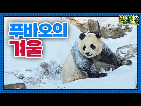 (SUB) Fubao's Winter Daily Life : Finding Joy In Snow❄│Panda World