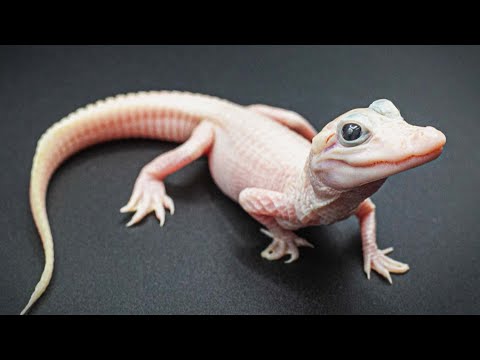 Rare White Alligator Born in Florida