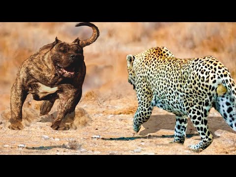 Dogs Relentlessly Attacked by Leopard! How it was...