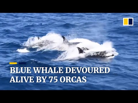 Blue whale devoured alive by 75 orcas off coast of Australia