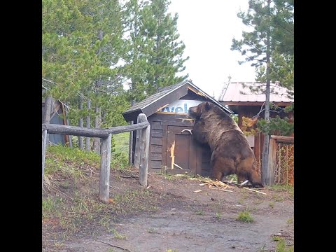 Photos show impressive size of grizzly bears