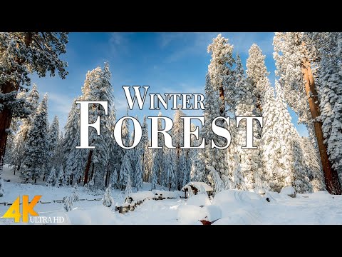 Winter Forest 4K Ultra HD &bull; Stunning Footage Forest, Scenic Relaxation Film with Calming Music.