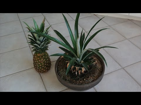 How to Grow a Pineapple from its Top! Works every Time!