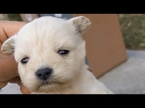 The abandoned puppy trembles and cries in the cold wind!