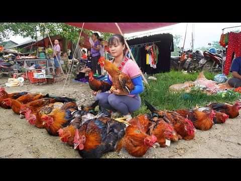 120 Day Harvesting Chicken (Rooster) Goes to market sell - Harvest Fruit Garden [FULL VIDEO]