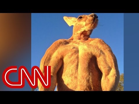 200-pound ripped kangaroo crushes metal