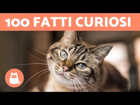 100 CURIOSIT&Agrave; sui GATTI che ti sorprenderanno 🐱🐾