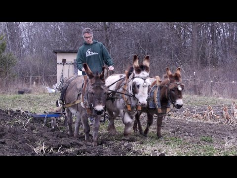 Plowing Day with the donkeys