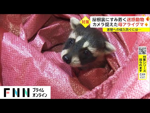 【特集】屋根裏に住み着く迷惑動物アライグマ　春に出産...次々と赤ちゃんが