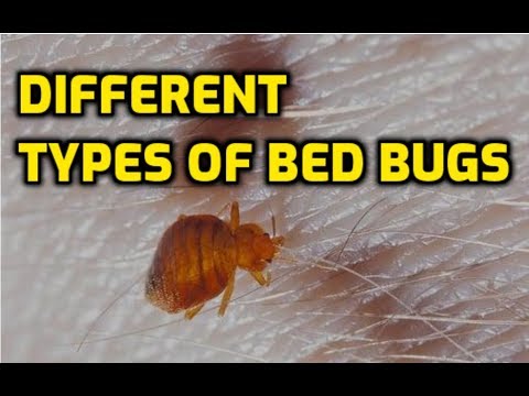 Different Types Of Bed Bugs (America's Most Common Species)