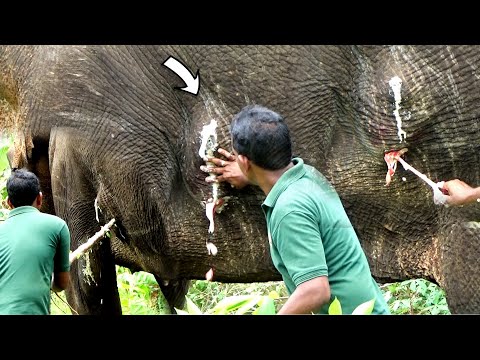 Elephant begging for life with traumatic Abscess successfully treated &amp; given a chance to live again