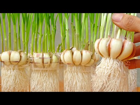 How to grow garlic in plastic bottles with water for many bulbs and large leaves