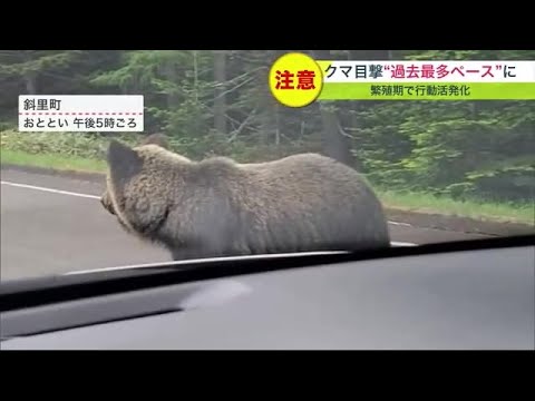 【ヒグマ撮影】「怖い！」車のすぐ横まで近づく&quot;人慣れ？&quot;クマ&hellip;北海道でことし既に567件の目撃報告&hellip;過去最多のペース (23/05/31 