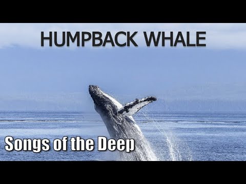 Humpback Whales