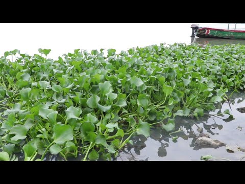 Water Hyacinth - A Renewable Energy Goldmine - Chamwada Report