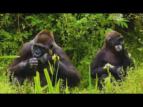 Gorillas: Giants of the Jungle ,    *If you like this video, please Like &amp;or Subscribe. :-) *