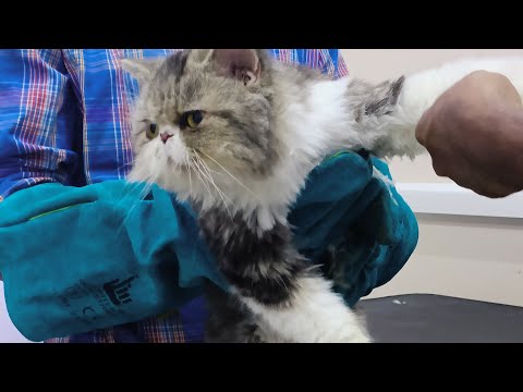 FULL CATS GROOMING | 🤪☺️😃😆 | How to Groom your cat | 