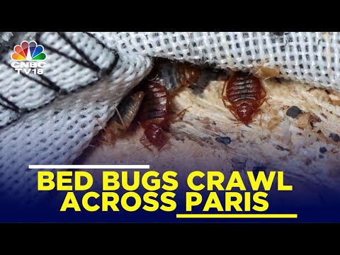 Bed Bugs Crawl Across Paris, Stoke Fears Ahead Of The Olympics | IN18V | CNBC TV18