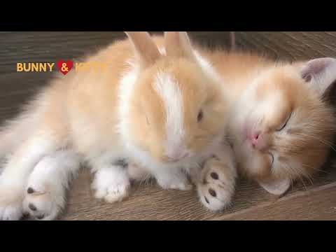 kitty and bunny love story video amazing | amazing love story