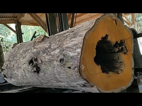 Crocodile nest!! The hole in the sacred teak wood from Banyuwangi was sawed off by a sawmill