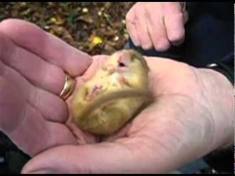 Snoring Dormouse with sound - listen