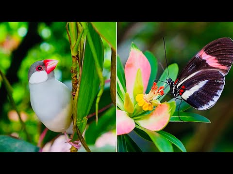 Birds and Butterflies in Garden | Relaxing In Nature 大自然中美丽的蝴蝶和小鸟