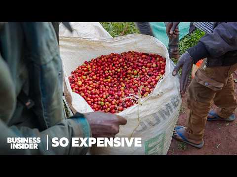 Why Single-Origin Coffee Is So Expensive | So Expensive Food | Insider Business